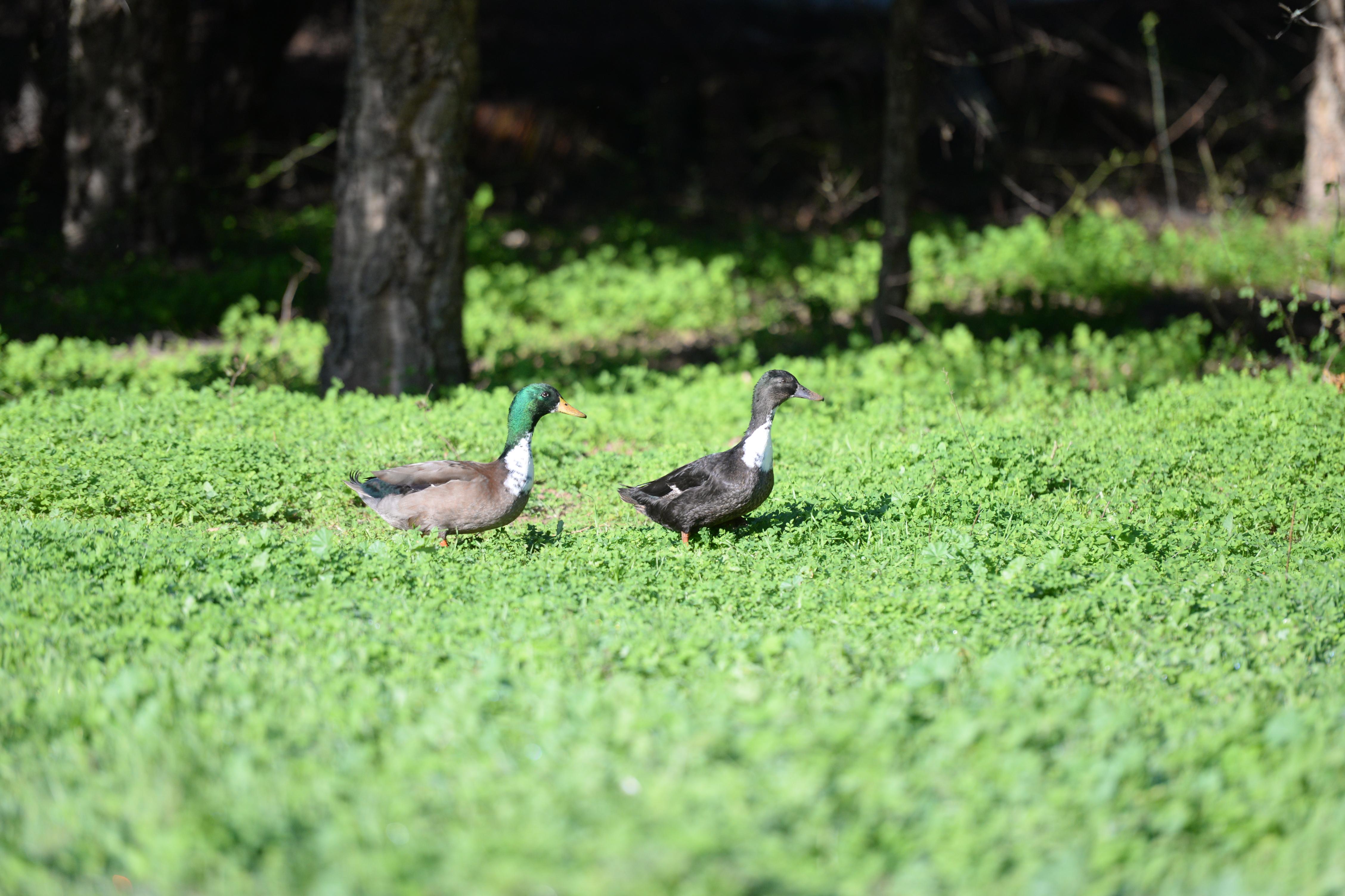Quinta Pedagogica Da Samoqueirinha - Duna Parque Resorts & Hotels วิลานอวา ดิ มิลฟงติส ภายนอก รูปภาพ